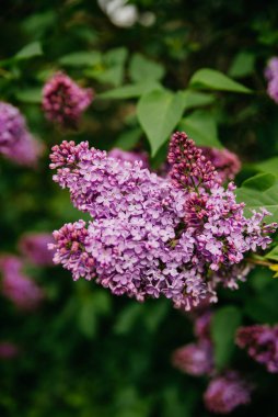 Doğa arka planı, mor leylak dalı..
