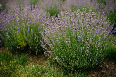 Tarlada lavanta çalıları var. Lavanta arkaplanı