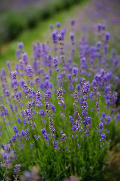 Lavendelbüsche Auf Dem Feld Lavendelhintergrund — Stockfoto