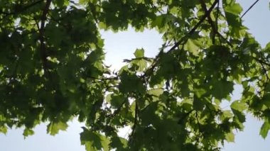 Ağaç yapraklarında parlayan güneş ışınları