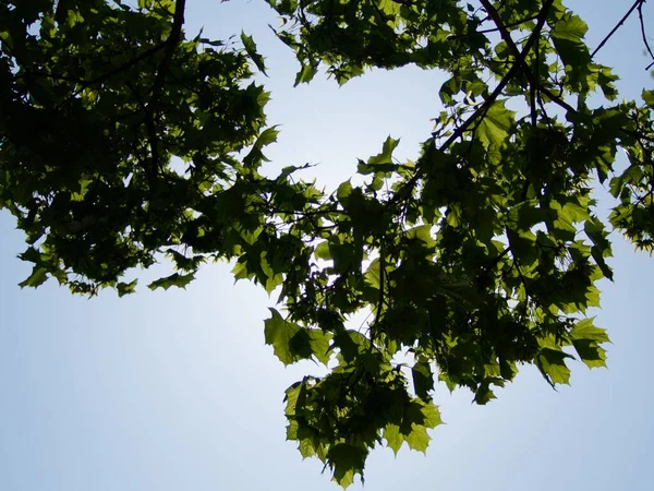阳光透过树的树叶 — 图库照片