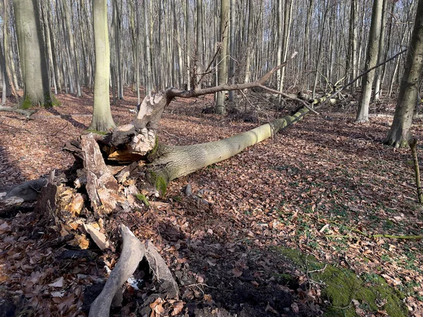 Natural Disaster Cut Tree — Stock Photo, Image