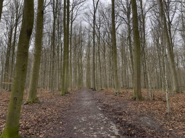 Ormandaki tahta patika.