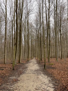 Ormandaki tahta patika.