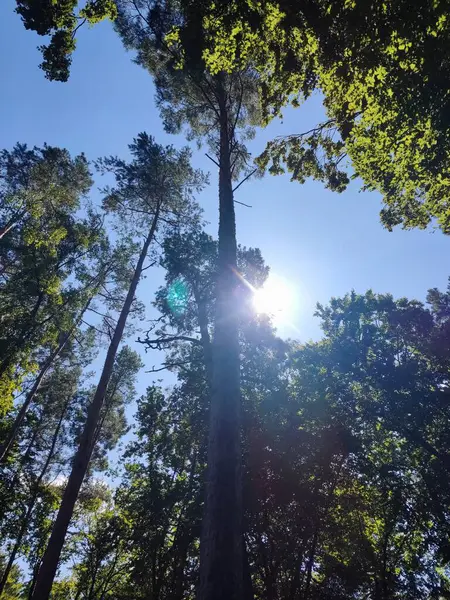 Sun shining from behind high trees, low angle view