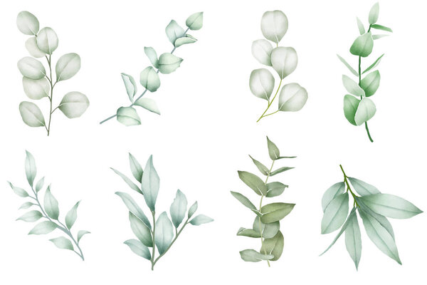set of eucalyptus watercoor element