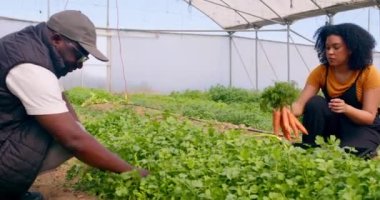 İki siyah çiftçi sera tünellerinde sebzeleri hasat edip inceliyor, havuç. Yüksek kalite 4k görüntü