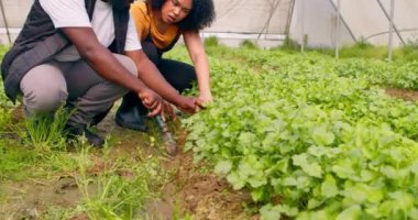 İki siyahi çiftçi konuşuyor, kişniş otlarının büyümesini tartışıyorlar, sera tüneli. Yüksek kalite 4k görüntü
