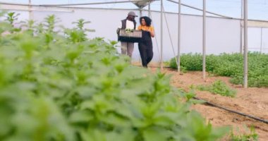 Sebze sandığı taşıyan erkek çiftçi, iş arkadaşıyla birlikte çiftlik tünelinde yürüyor. Yüksek kalite 4k görüntü