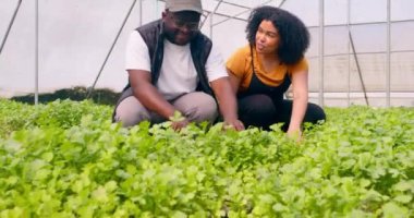 İki siyahi çiftçi konuşuyor, kişniş otlarının büyümesini tartışıyorlar, sera tüneli. Yüksek kalite 4k görüntü