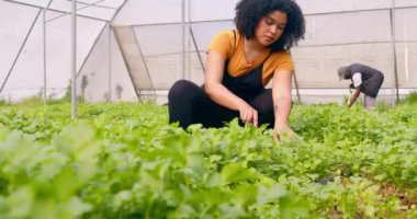 Genç kadın çiftçi sera tünelini kazarken kameraya gülümsüyor. Yüksek kalite 4k görüntü