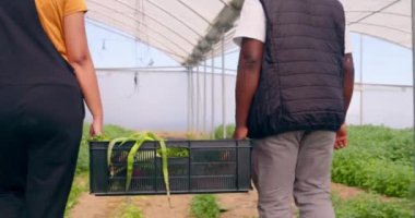 İki çiftçi, sera tünellerinde yürüyen sebze sandıkları taşıyor. Yüksek kalite 4k görüntü