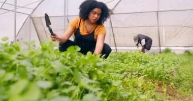 İki çiftçi sera tünelinde çalışıyor, kişniş bitkisi yetiştirmek için toprak kazıyorlar. Yüksek kalite 4k görüntü