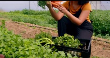 İki siyah çiftçi sera tünellerinde sebzeleri hasat edip inceliyor, havuç. Yüksek kalite 4k görüntü