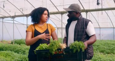 İki çiftçi ellerinde sebze kasası tutarak konuşuyor, çiftlik tünellerinde başparmak uzatıyorlar. Yüksek kalite 4k görüntü