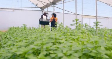 Sebze sandığı taşıyan erkek çiftçi, iş arkadaşıyla birlikte çiftlik tünelinde yürüyor. Yüksek kalite 4k görüntü