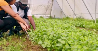 İki siyahi çiftçi konuşuyor, kişniş otlarının büyümesini tartışıyorlar, sera tüneli. Yüksek kalite 4k görüntü