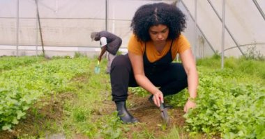 İki çiftçi sera tünelinde çalışıyor, kişniş bitkisi yetiştirmek için toprak kazıyorlar. Yüksek kalite 4k görüntü