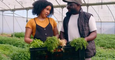 İki çiftçi ellerinde sebze kasası, gülümseme ve çiftlik tünellerinde poz vermekten bahsediyor. Yüksek kalite 4k görüntü