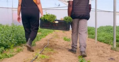 İki çiftçi, sera tünellerinde yürüyen sebze sandıkları taşıyor. Yüksek kalite 4k görüntü