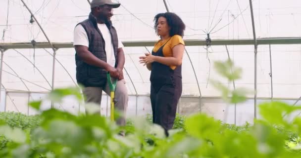 Två Bönder Står Växthusfält Och Pratar Med Spade Grönsaksodling Högkvalitativ — Stockvideo
