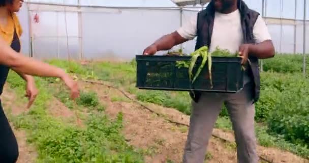 Gazda Átadja Zöldségeket Üvegház Alagútjaiban Betakarítás Közben Kiváló Minőségű Felvételek — Stock videók