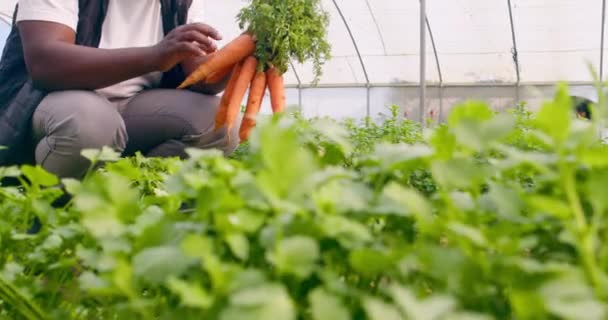 Närbild Svarta Manliga Bönder Händer Inspektera Morötter Växttunneln Högkvalitativ Film — Stockvideo