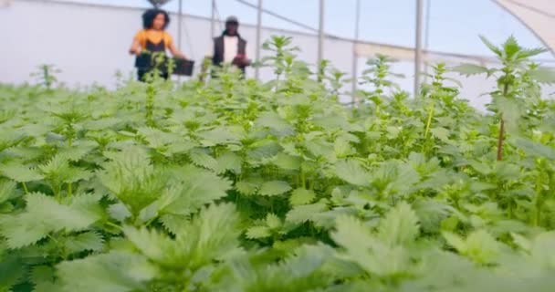 Fokusera Förgrundsväxter Växthus Medan Två Bönder Går Förbi Högkvalitativ Film — Stockvideo