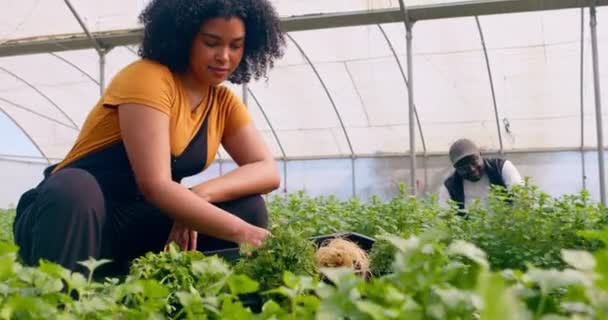 Egy Gyönyörű Női Gazda Portréja Aki Jelet Zöldségek Vizsgálatakor Kiváló — Stock videók