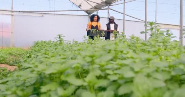 Fazendeiro Fêmea Carregando Caixa Vegetariana Andando Com Colega Através Túnel — Vídeo de Stock
