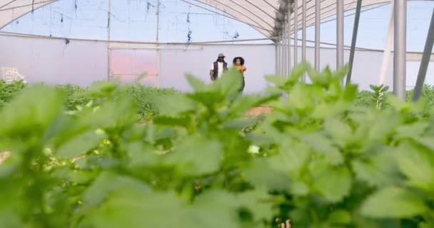 Brett Skott Två Bönder Som Går Växthustunnel Ekologiskt Jordbruk Högkvalitativ — Stockvideo