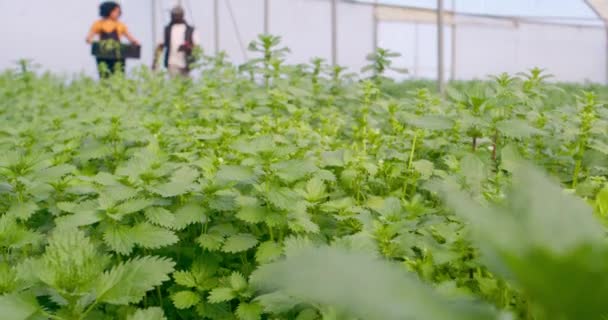 女农民提着蔬菜板条箱和同事一起走过农场隧道 高质量的4K镜头 — 图库视频影像