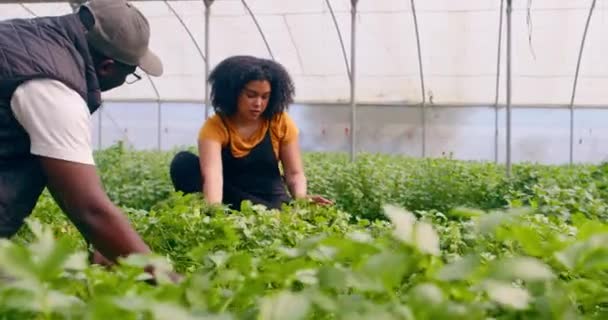 两名黑人农民在温室的隧道里收割和检查蔬菜 胡萝卜 高质量的4K镜头 — 图库视频影像