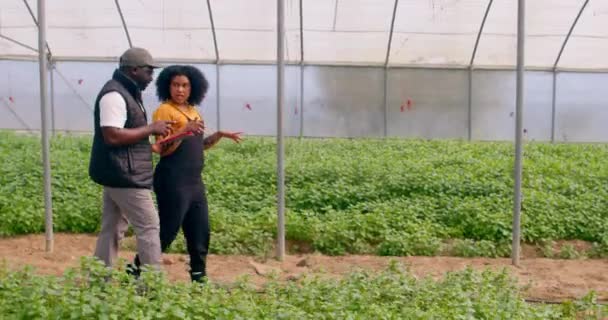 Отслеживаю Двух Фермеров Идущих Через Оранжерейный Туннель Выращивающих Овощи Высококачественные — стоковое видео