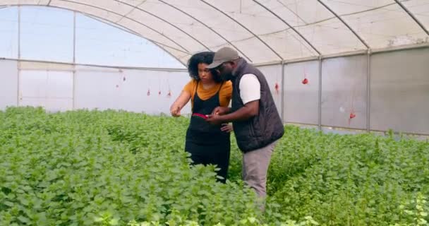两个农民与数字平板电脑讨论 数据分析蔬菜作物管理 高质量的4K镜头 — 图库视频影像
