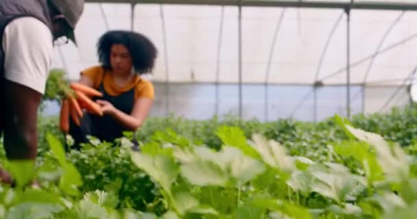 Két Fekete Farmer Betakarítja Ellenőrzi Zöldségeket Üvegházakban Répát Kiváló Minőségű — Stock videók