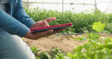 Çiftlikte, sera tünellerinde dijital tablet kullanan kadınların ellerini kapatın. Yüksek kalite 4k görüntü