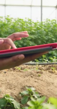 Çiftlikte, sera tünellerinde dijital tablet kullanan kadınların ellerini kapatın. Yüksek kalite 4k görüntü
