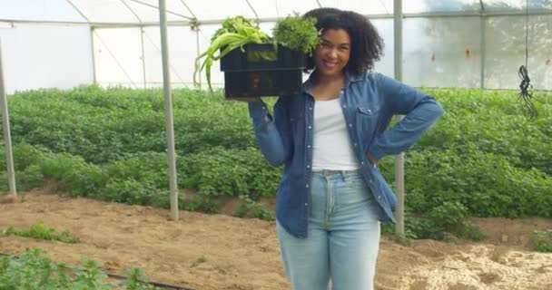 Fekete Farmer Portréja Amint Mosolyog Egy Láda Zöldséget Tart Farmon — Stock videók