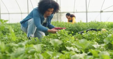 Çoklu etnik kadın ürün kalitesini, dijital tablet kayıtlarını, tarım analizlerini kontrol ediyor. Yüksek kalite 4k görüntü