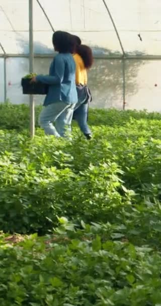Namierzam Dwóch Farmerów Przechodzących Przez Tunel Szklarniowy Uprawiających Warzywa Wysokiej — Wideo stockowe