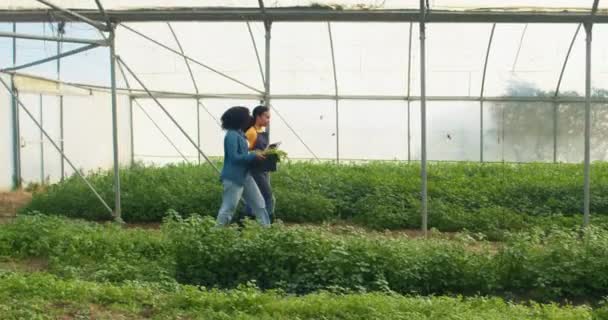 Tracking Shot Two Farmers Walking Greenhouse Tunnel Vegetable Farming Imágenes — Vídeo de stock