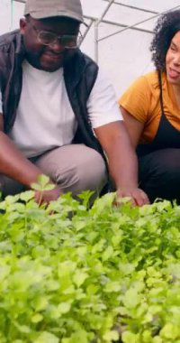 İki siyahi çiftçi konuşuyor, kişniş otlarının büyümesini tartışıyorlar, sera tüneli. Yüksek kalite 4k görüntü