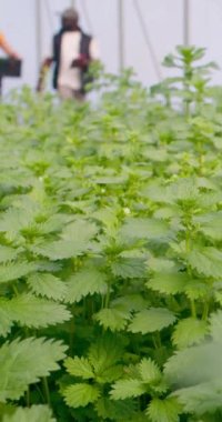 Sebze sandığı taşıyan kadın çiftçi, iş arkadaşıyla birlikte çiftlik tünelinde yürüyor. Yüksek kalite 4k görüntü