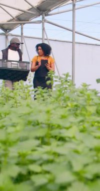 Sebze sandığı taşıyan erkek çiftçi, iş arkadaşıyla birlikte çiftlik tünelinde yürüyor. Yüksek kalite 4k görüntü