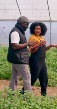 İki çiftçinin sera tünelinde yürürken çekilmiş görüntüleri, sebze çiftliği. Yüksek kalite 4k görüntü