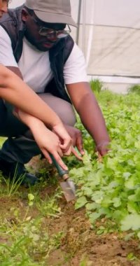 İki siyahi çiftçi konuşuyor, kişniş otlarının büyümesini tartışıyorlar, sera tüneli. Yüksek kalite 4k görüntü