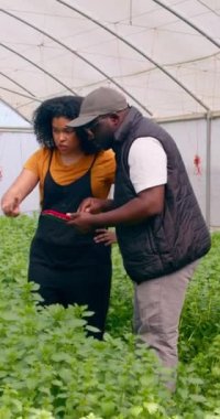 İki çiftçi dijital tablet, veri analizi ve sebze ürünleri yönetimi ile görüşüyor. Yüksek kalite 4k görüntü