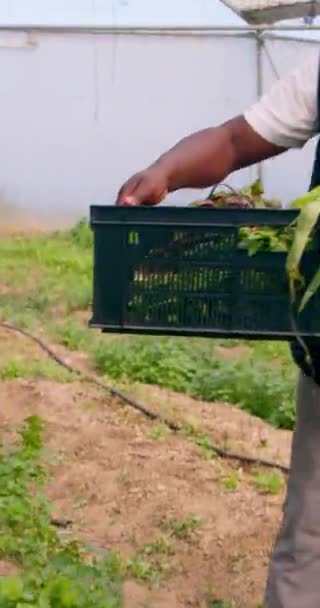 农民在温室的隧道里收割庄稼时移交了一箱箱蔬菜 高质量的4K镜头 — 图库视频影像
