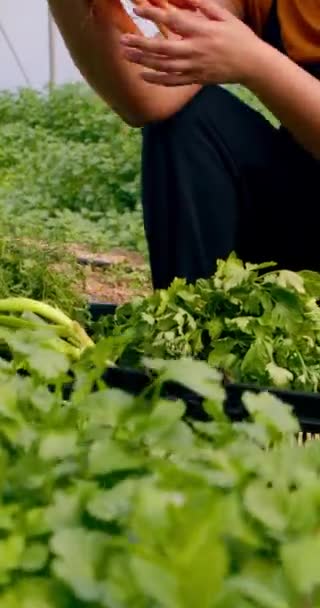 Два Чорні Фермери Збирають Оглядають Овочі Тепличних Тунелях Моркву Високоякісні — стокове відео
